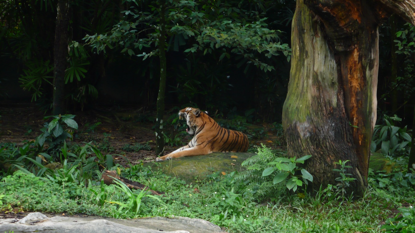 A tiger yawning on a rock in dense jungle