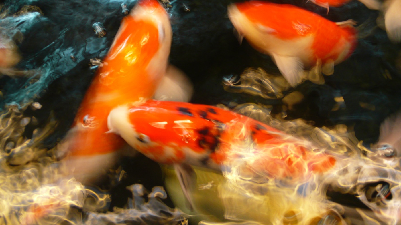 Koi blurring orange through dark water
