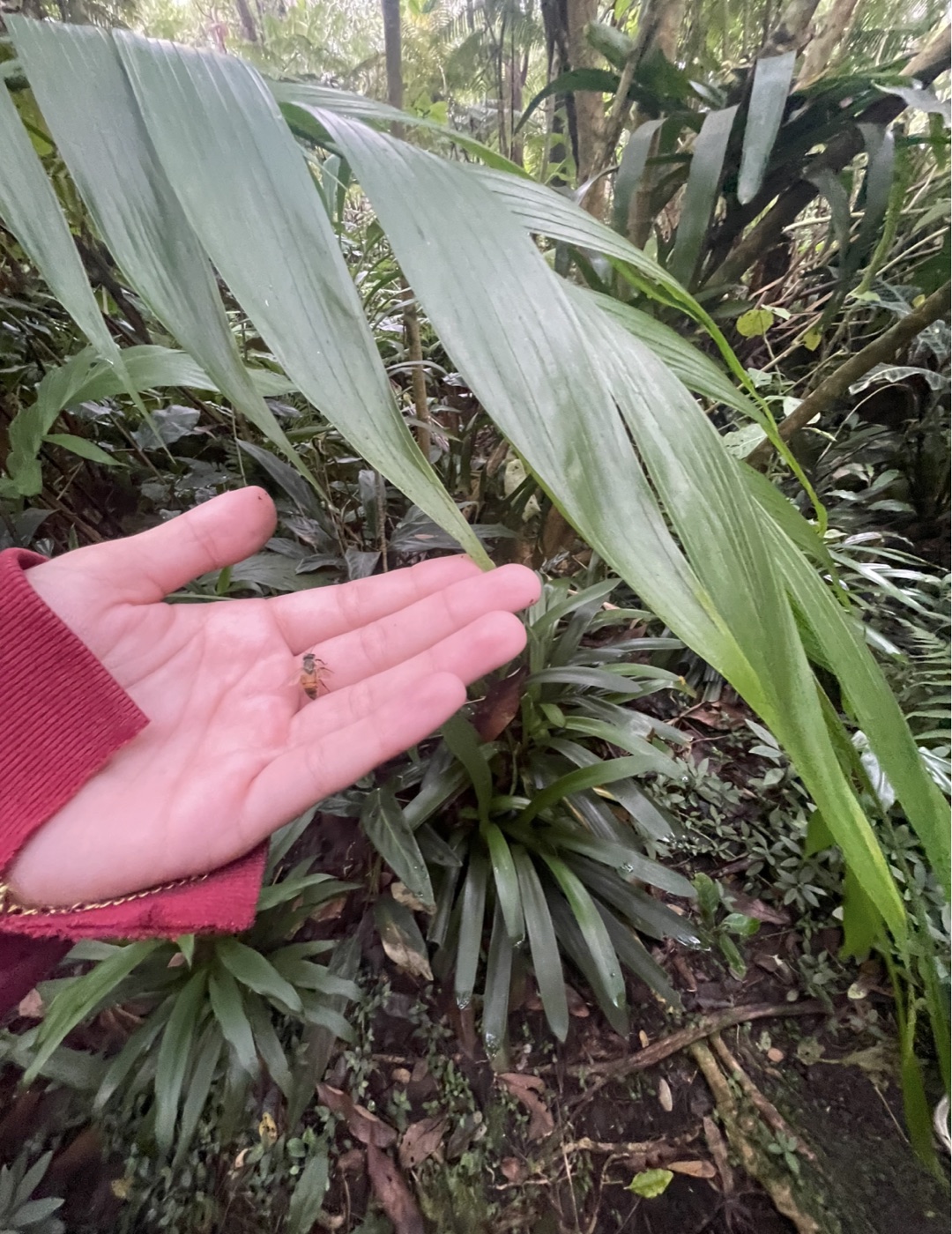 A tiny bee resting in an open palm beneath rainforest fronds
